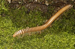 Eurygyrus ochraceus 1 2