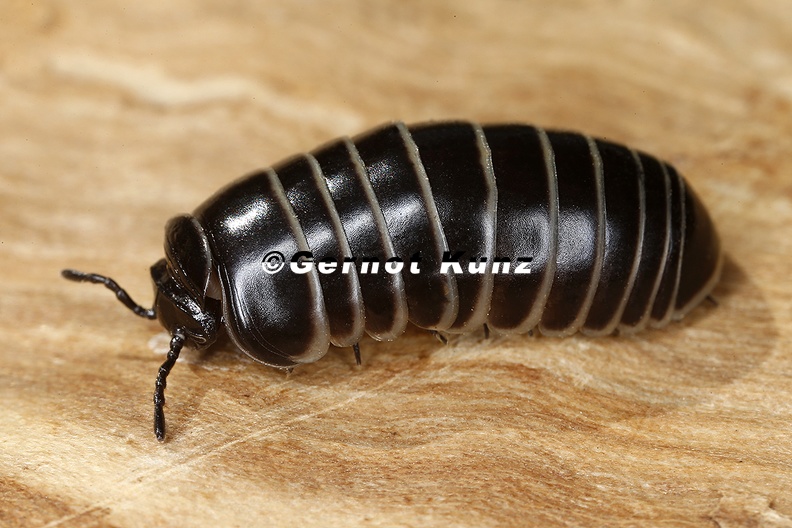 Glomeris_marginata__Gerandeter_Saftkugler_3_2v.jpg