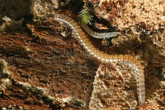 Proteroiulus fuscus 1 2v