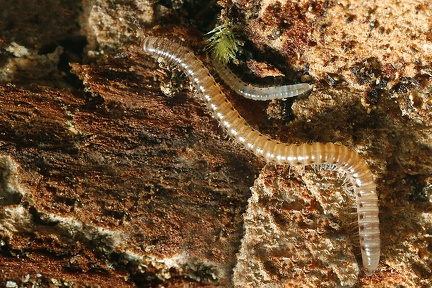 Proteroiulus fuscus 1 2v