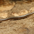 Dolichoiulus sp  4 2