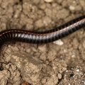 Megaphyllum unilineatum 1 2