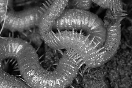 Geophilomorpha 1 2v