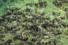 Dreissena polymorpha  Wandermuschel 1 2
