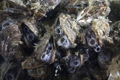 Dreissena polymorpha  Wandermuschel 4 2 001