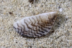 Dreissena polymorpha  Wandermuschel 5 2 001