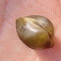 Pisidium sp   Erbsenmuschel 8 2