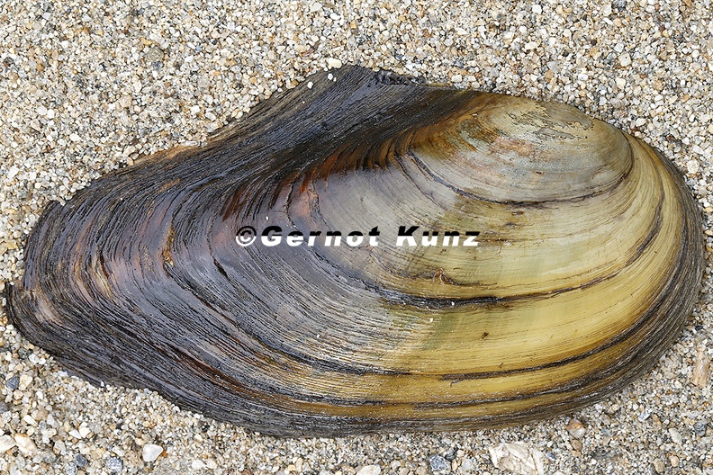Anodonta_anatina__Gemeine_Teichmuschel_2_1v.jpg