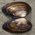 Unio crassus  Bachmuschel  Gemeine Flussmuschel  Kleine Flussmuschel 1 2