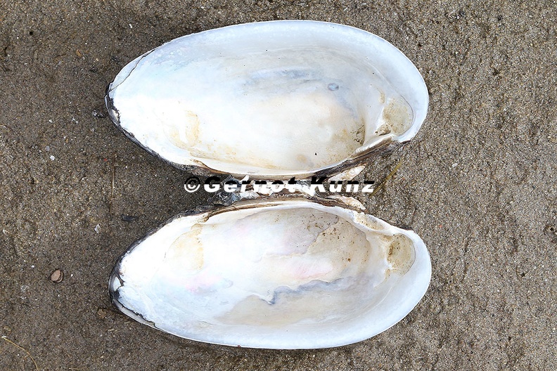 Unio crassus Bachmuschel Gemeine Flussmuschel Kleine Flussmuschel 2 2 - Unio_crassus__Bachmuschel__Gemeine_Flussmuschel__Kleine_Flussmuschel_2_2.jpg Unio_crassus__Bachmuschel__Gemeine_Flussmuschel__Kleine_Flussmuschel_2_2.jpg