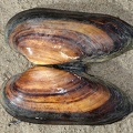 Unio pictorum  Malermuschel 3 2