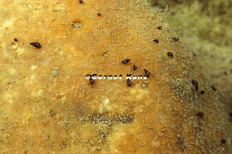 Potamopyrgus antipodarum  Neuseel  ndische Deckelschnecke 1 2
