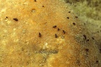 Potamopyrgus antipodarum  Neuseel  ndische Deckelschnecke 1 2