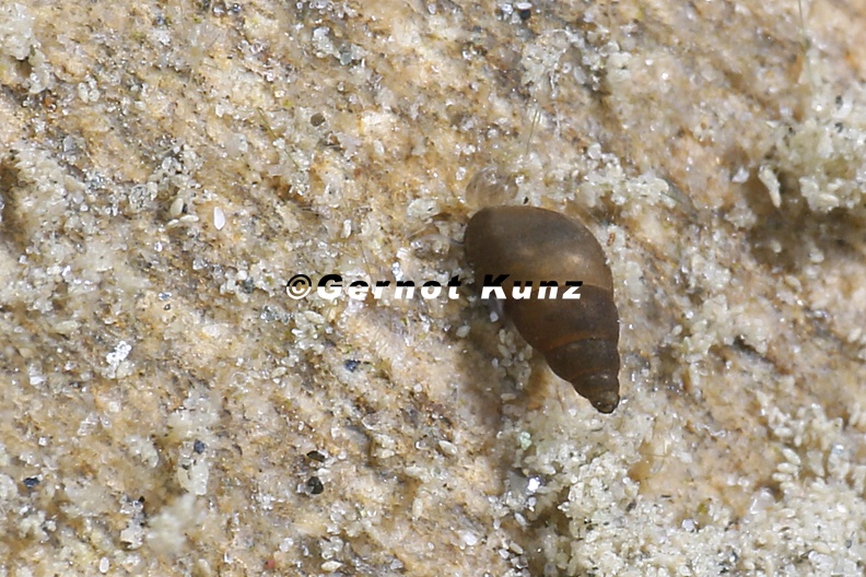 Potamopyrgus antipodarum  Neuseel  ndische Deckelschnecke 4 2