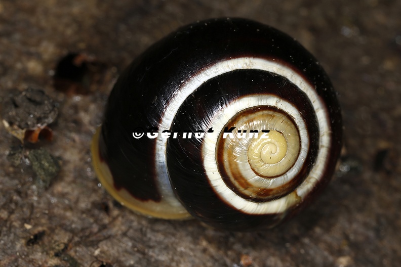 Cepea hortensis  Garten-B  nderschnecke 4 2