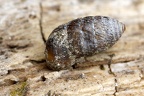 Orculidae  T  nnchenschnecke 3 3v