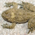 Bombina variegata  Gelbbauchunke 1 1
