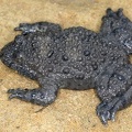 Bombina variegata  Gelbbauchunke 2 2