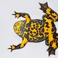Bombina variegata  Gelbbauchunke 3 2