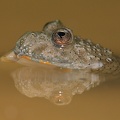 Bombina variegata  Gelbbauchunke 9 3