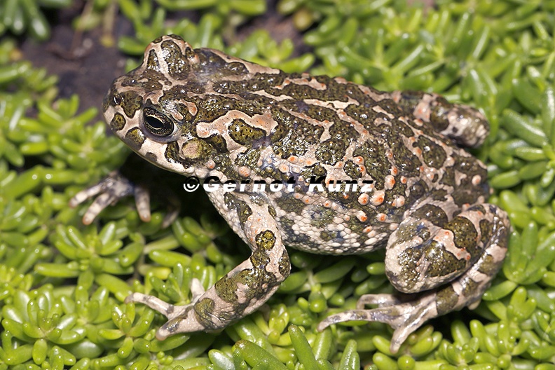 Bufo viridis  Wechselkr  te 3 2v