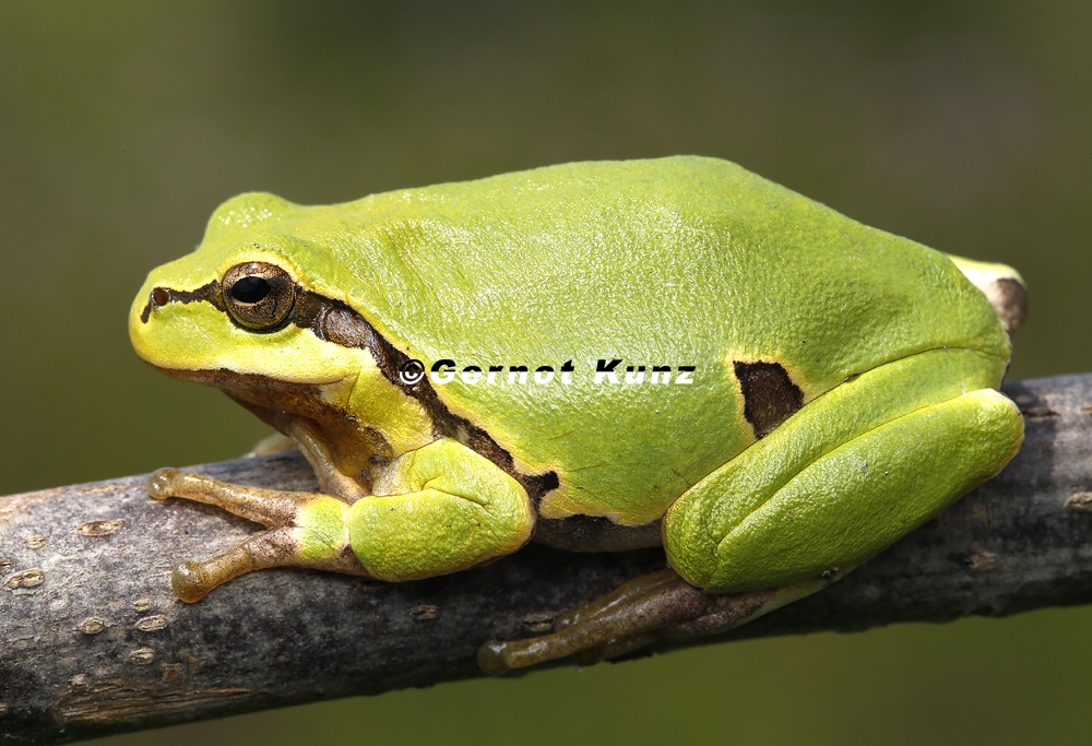 Hyla arborea  Laubfrosch 1 2