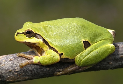 Hyla arborea  Laubfrosch 1 2