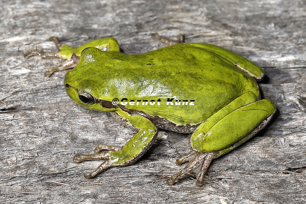 Hyla sarda  Tyrrhenischer Laubfrosch 2 2