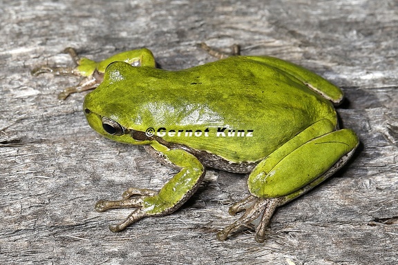 Hyla sarda  Tyrrhenischer Laubfrosch 2 2