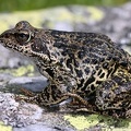 Rana temporaria  Grasfrosch 4 2v