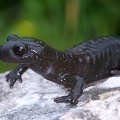 Salamandra atra  Alpensalamander 1 2 001