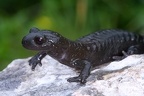 Salamandra atra  Alpensalamander 1 2 001