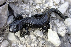 Salamandra atra  Alpensalamander 5