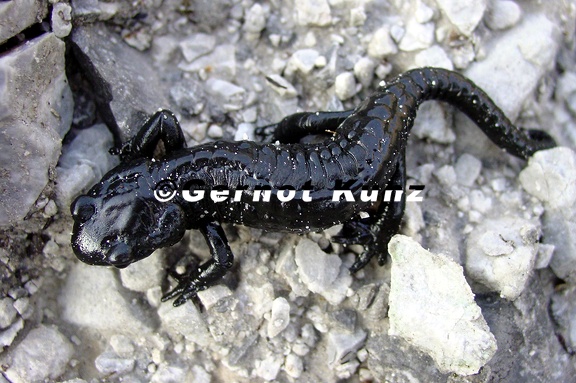 Salamandra atra  Alpensalamander 5