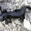 Salamandra atra  Alpensalamander 5