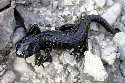Salamandra atra  Alpensalamander 5