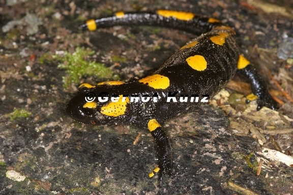 Salamandra salamandra  Feuersalamander 1 2