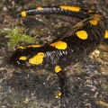 Salamandra salamandra  Feuersalamander 1 2