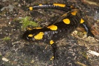 Salamandra salamandra  Feuersalamander 1 2