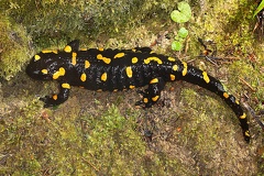 Salamandra salamandra  Feuersalamander W1 2