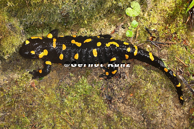 Salamandra salamandra  Feuersalamander W1 2