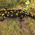 Salamandra salamandra  Feuersalamander W1 2