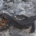 Ichthyosaura alpestris  Bergmolch 2 2