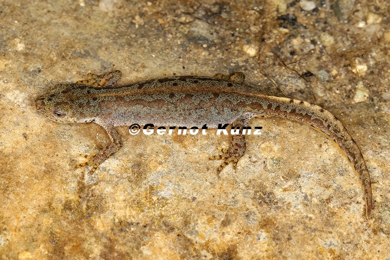 Ichthyosaura alpestris Bergmolch W1 2 - Ichthyosaura_alpestris__Bergmolch_W1_2.jpg Ichthyosaura_alpestris__Bergmolch_W1_2.jpg