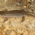 Ichthyosaura alpestris  Bergmolch W1 2