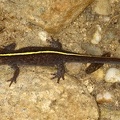 Triturus carnifex  Alpenkammolch W1 2