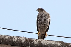 Accipiter nisus  Sperber 1 2