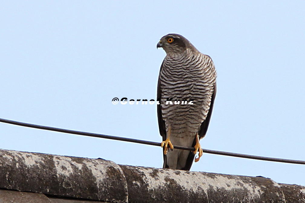 Accipiter nisus  Sperber 1 2