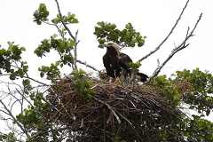 Aquila adalberti  Kaiseradler 1 2