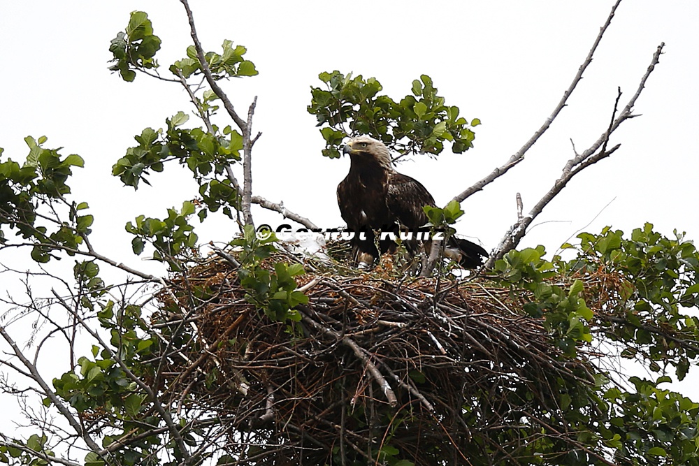 Aquila adalberti  Kaiseradler 1 2
